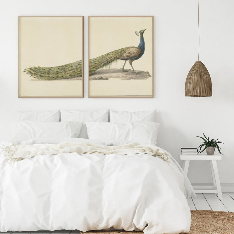 Peacock Art - Instant Printable Digital Download (Check Junk Mail)